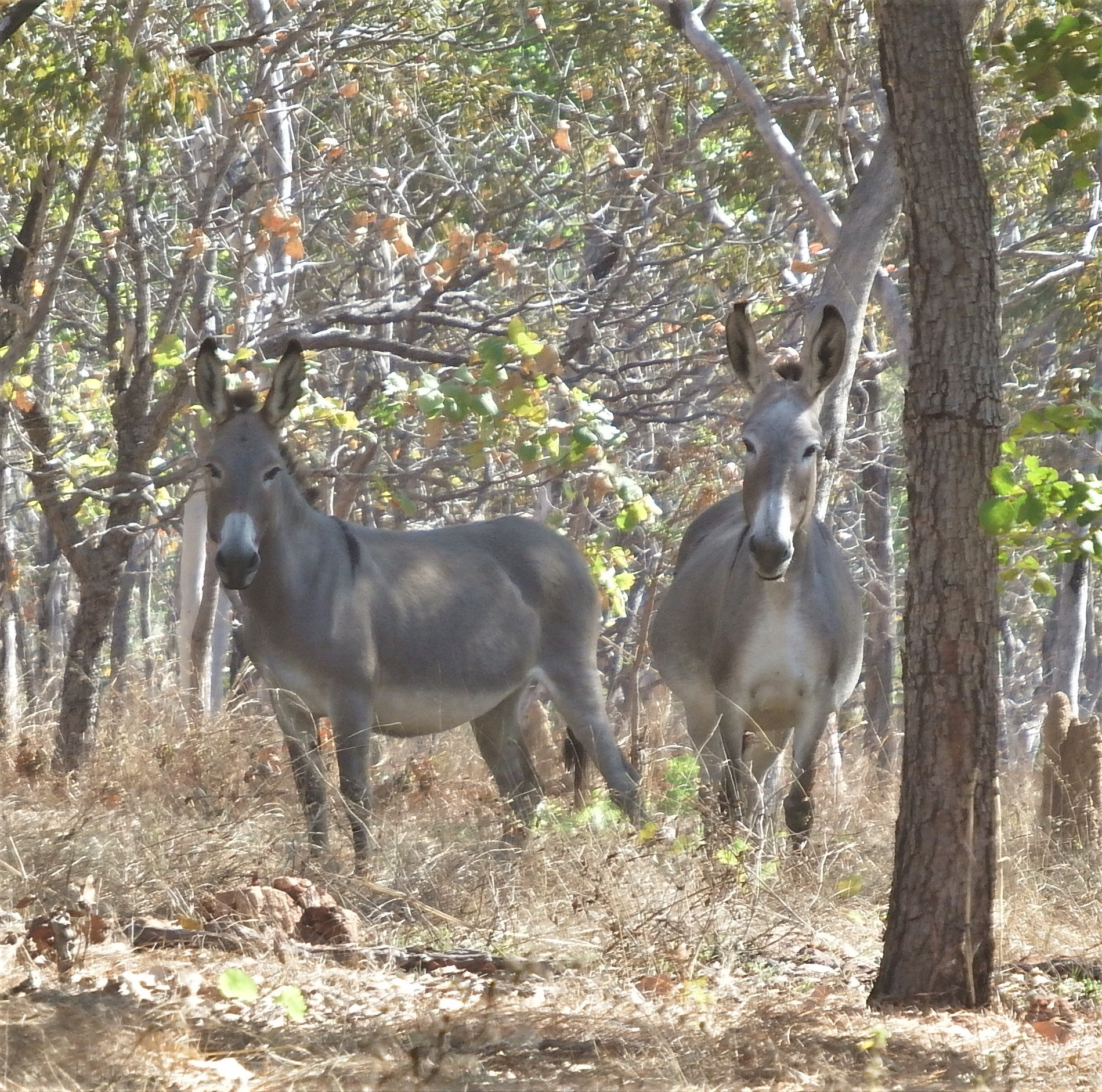 Donkeys sen on the way to camp.