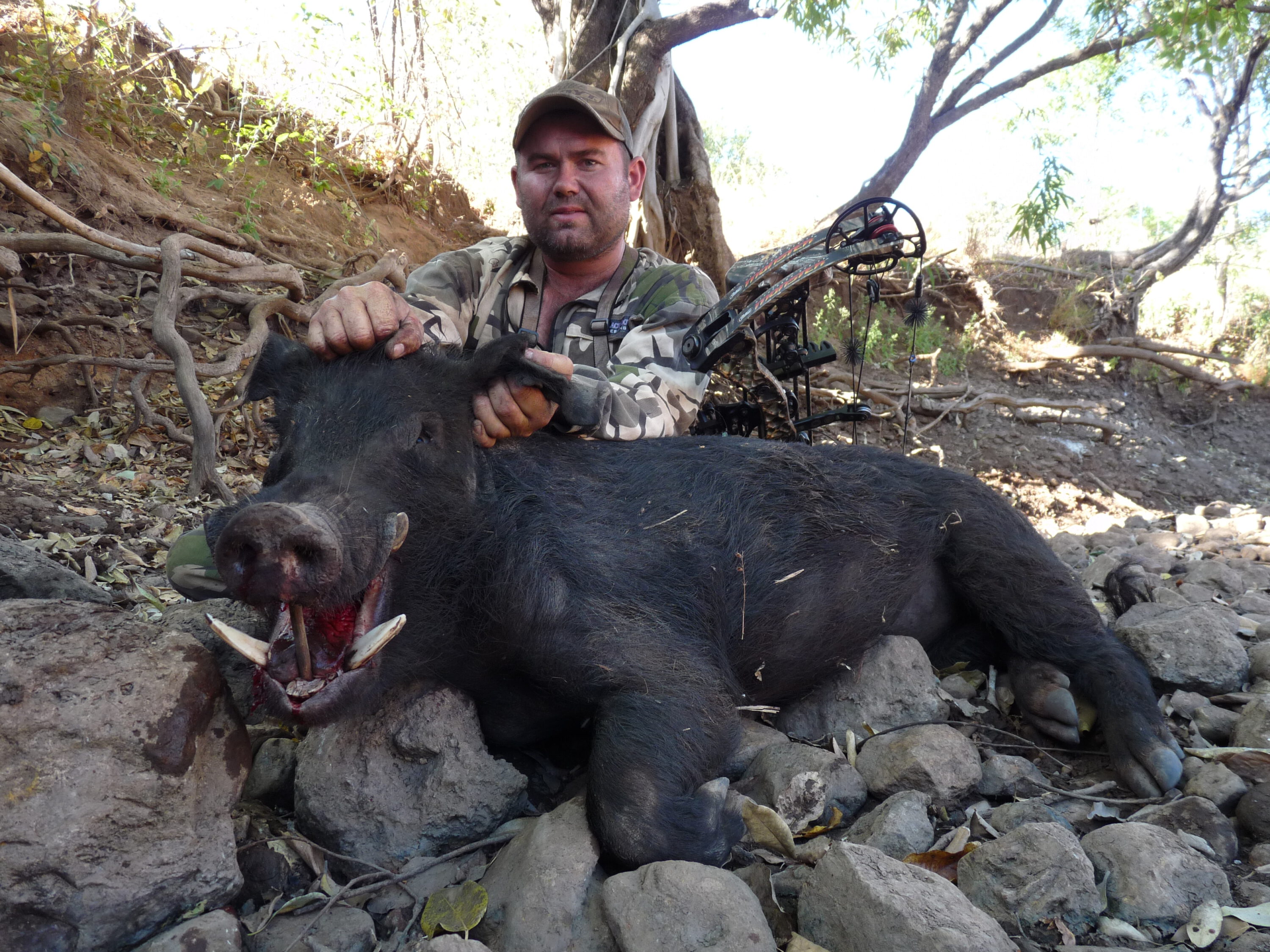 The big boar that charged and very nearly got me.