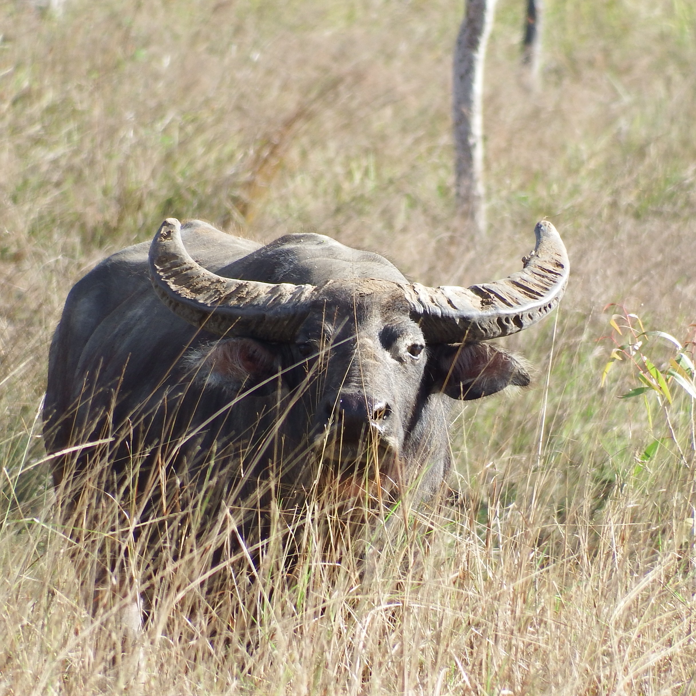 Bull sighted near camp.