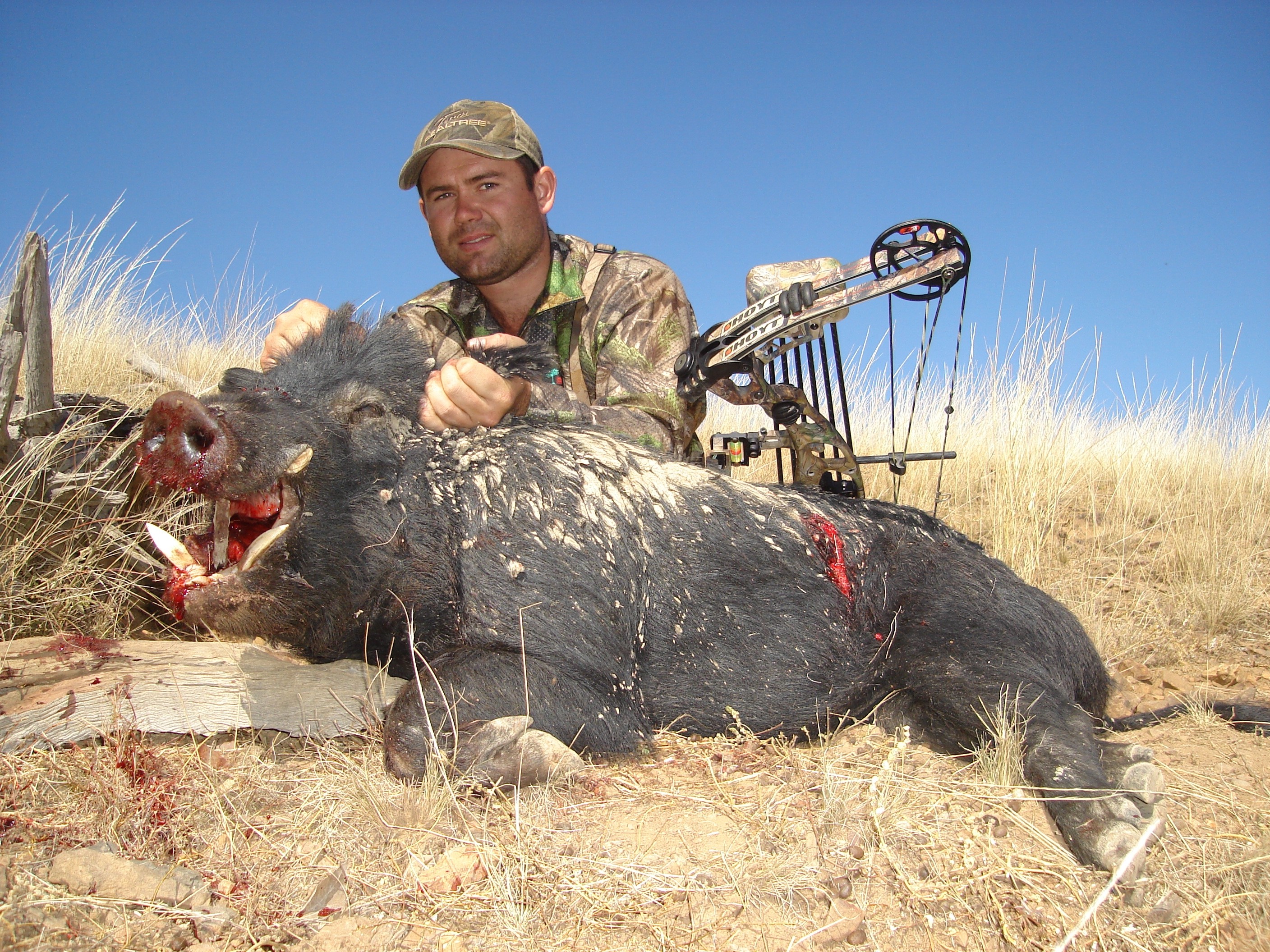 Another nice hooky western boar.