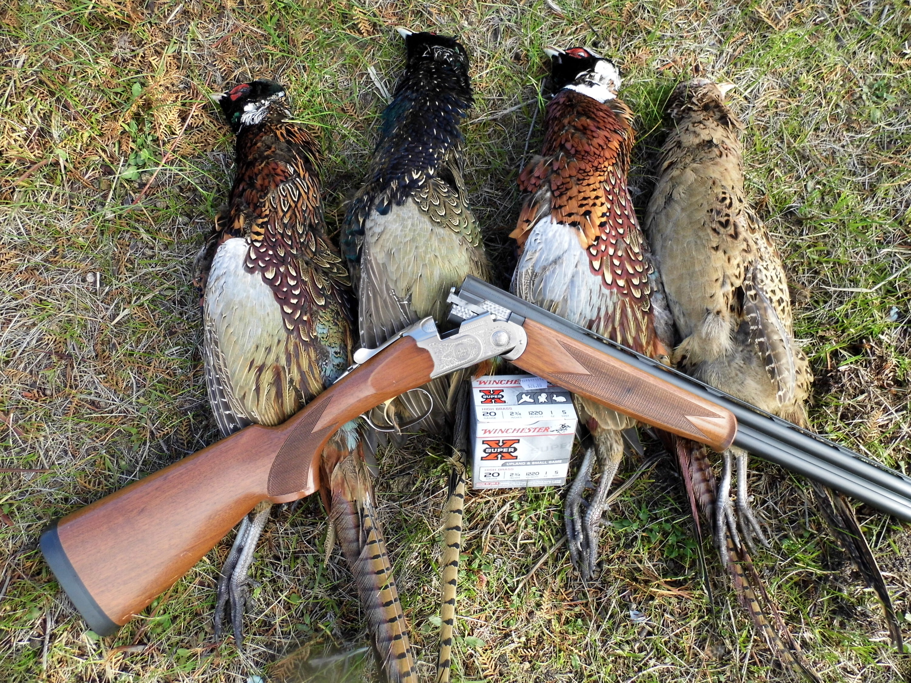 A dream finally come true for Leon, hunting pheasant with a 20 gauge shotgun.