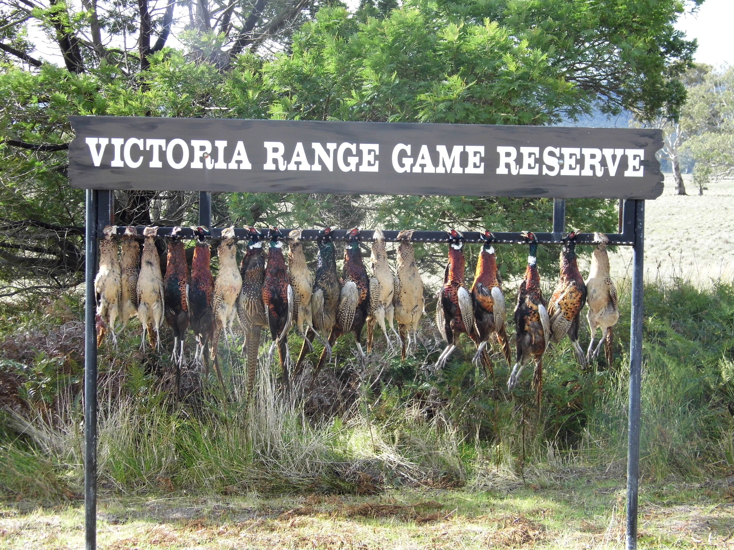 1.	 Victoria Range Hunting Reserve put on a great hunt, well worth the effort it took to arrange it.  Pictured is Leon and Blake’s bag for the morning hunt.