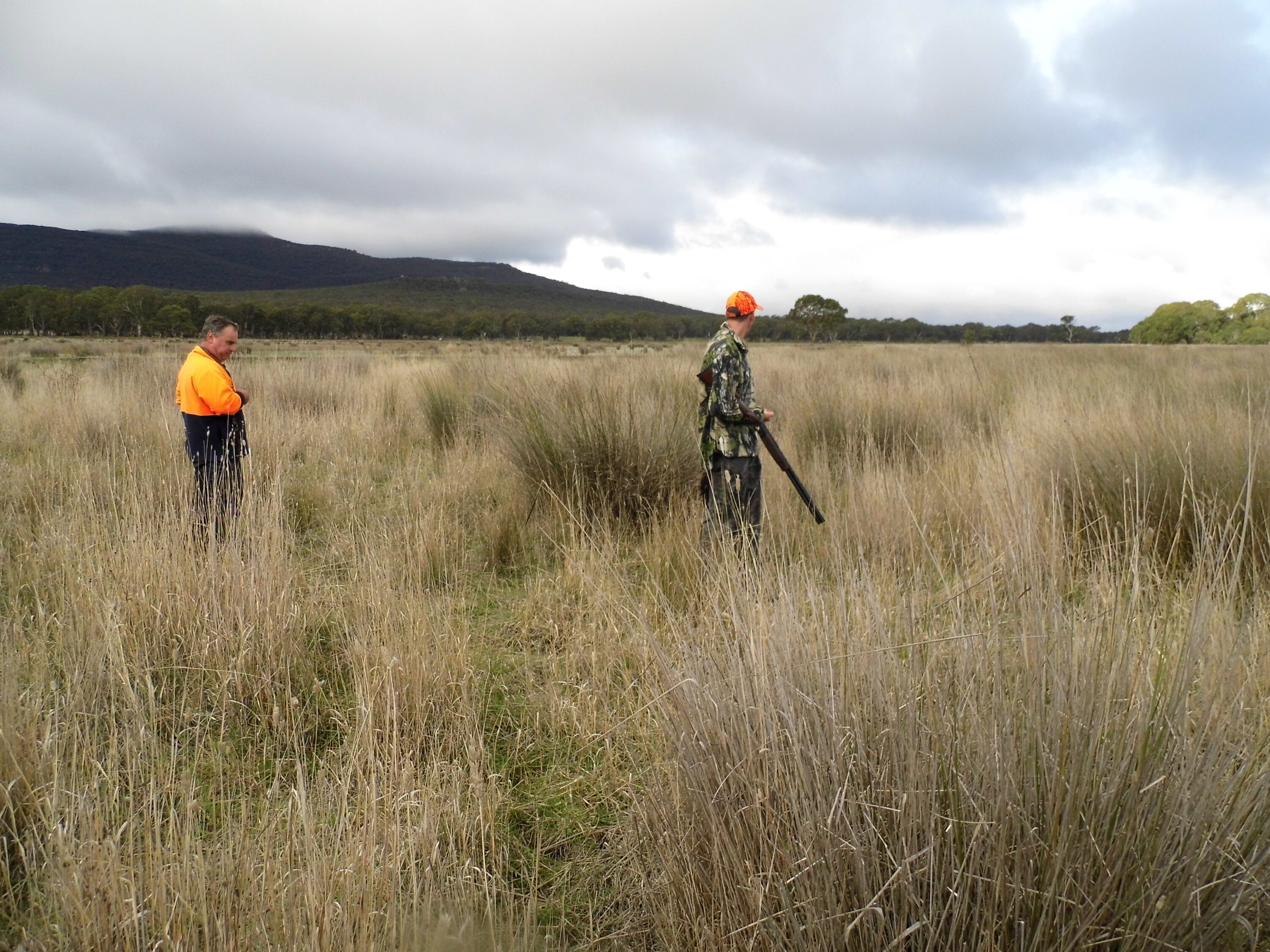 Pheasant hunted in high grass provided excellent hunting. Seen here is Blake with one of a number taken while hunting in this heavy cover.