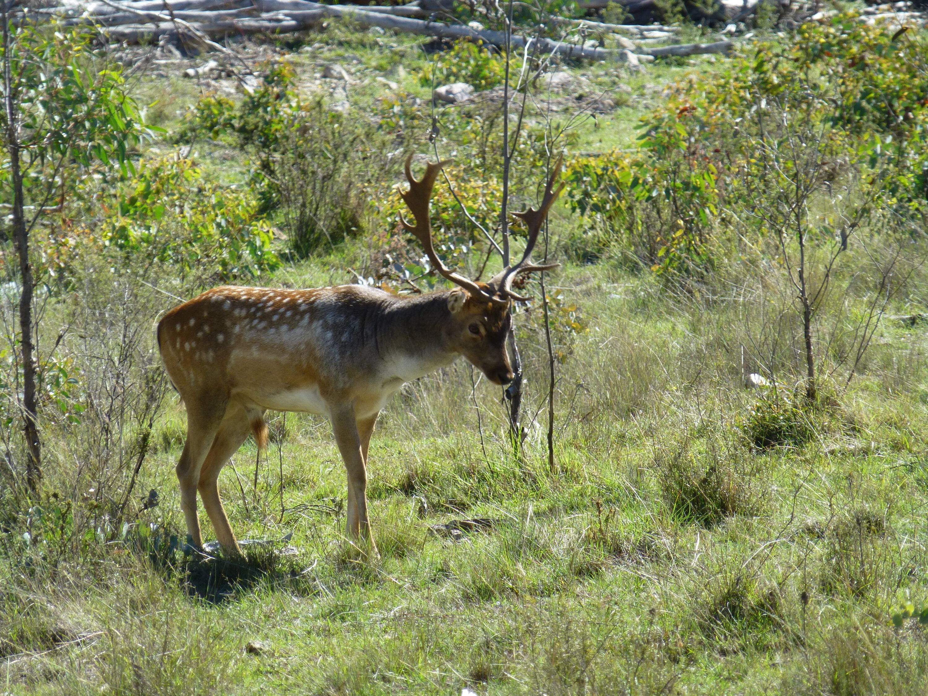 A young buck called in to 20 metres and passed up.