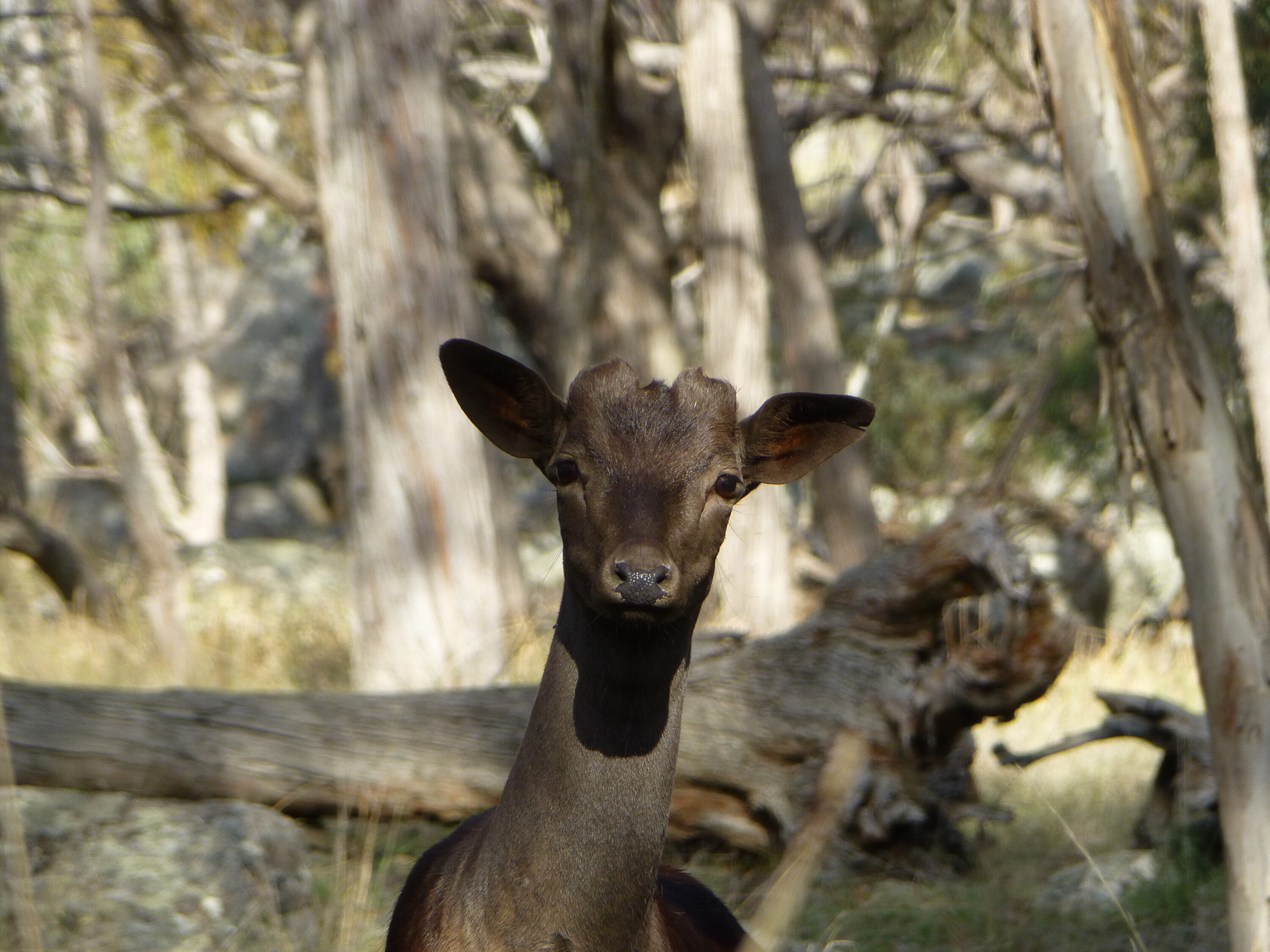 Inquisitive young spiker.