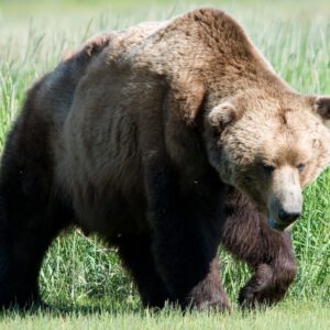Alaskan Grizzly