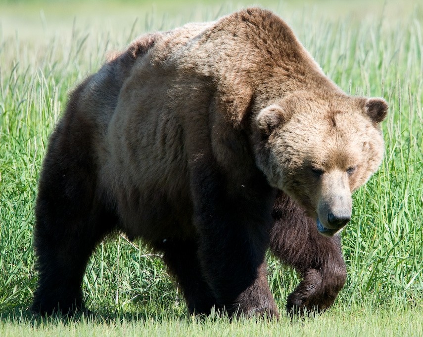 Alaskan Grizzly