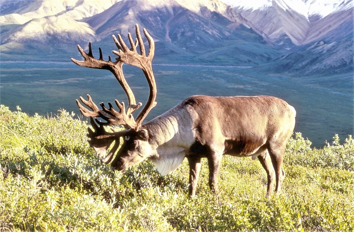 Alaskan Porcupine Caribou