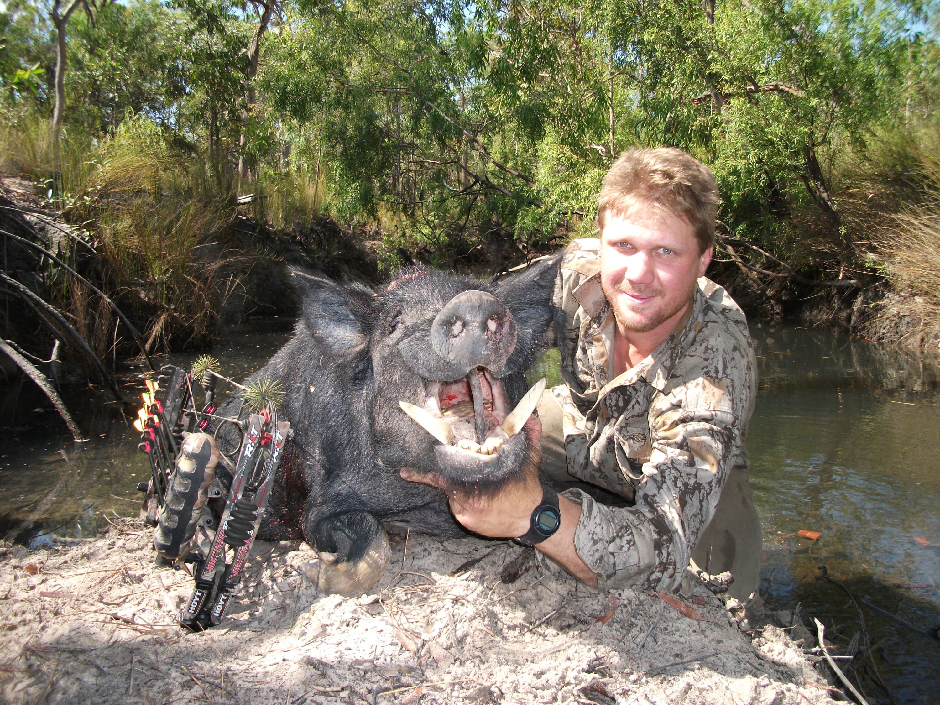 Bowhunting pigs