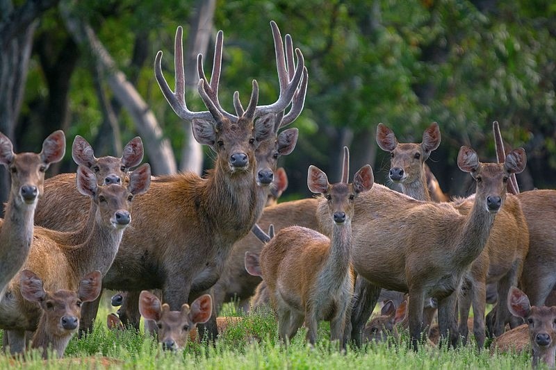 Javan Rusa Herd: image Candra Firmansyah