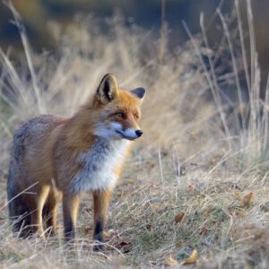 A magnificent fox in the transition phase to a winter coat.