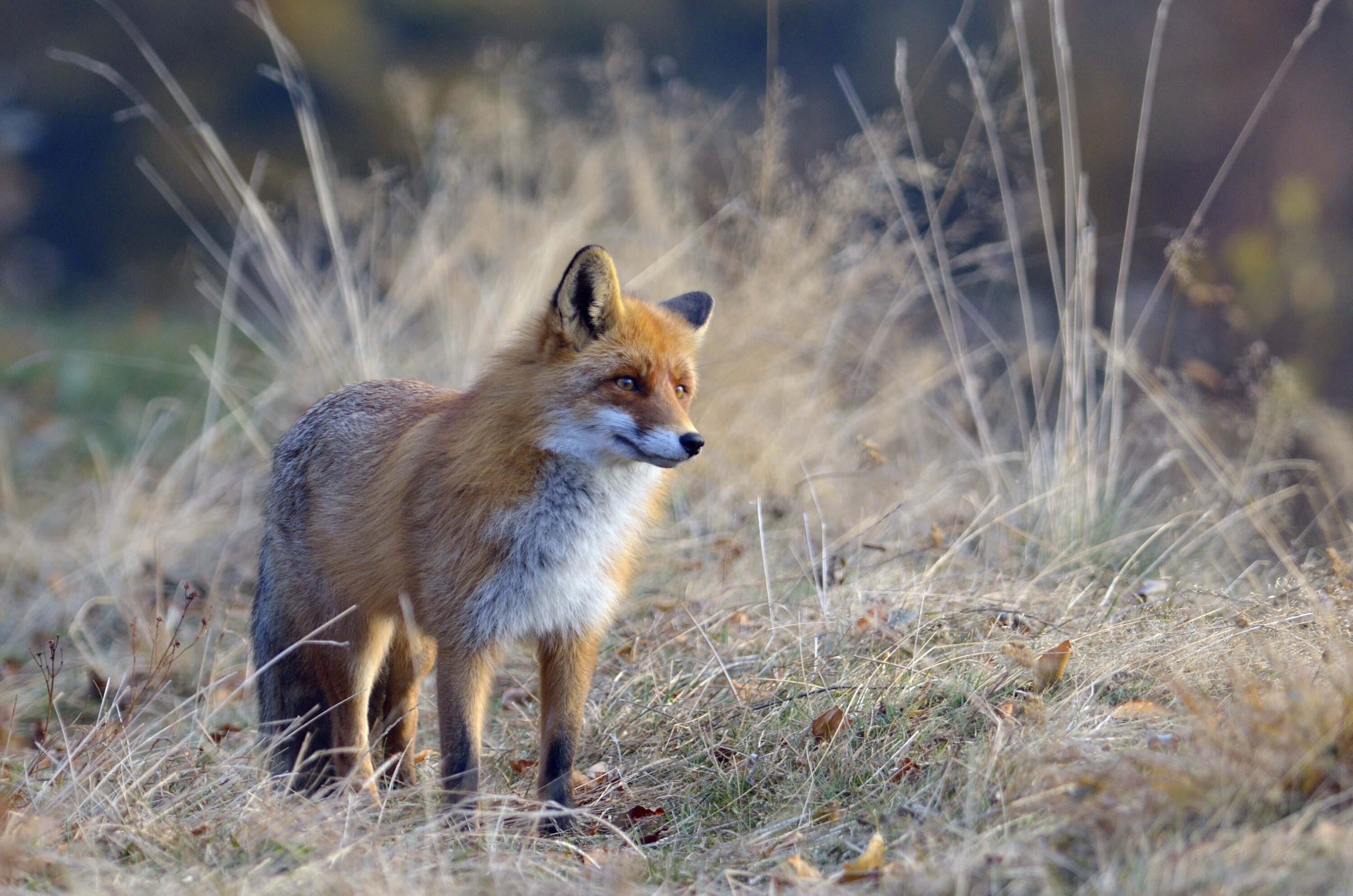 A magnificent fox in the transition phase to a winter coat.