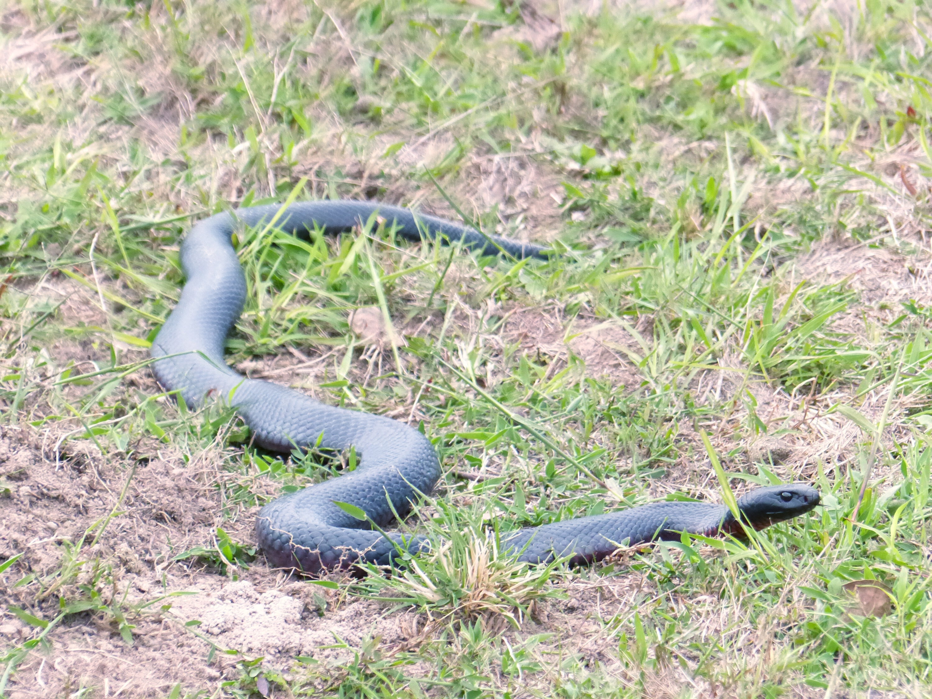 Redbelly black the boys almost stepped on.