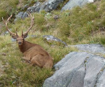 The .338 Federal is capable of taking the largest deer, like this bull wapiti, with well placed shots.