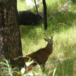 A young spiker photographed at close range.