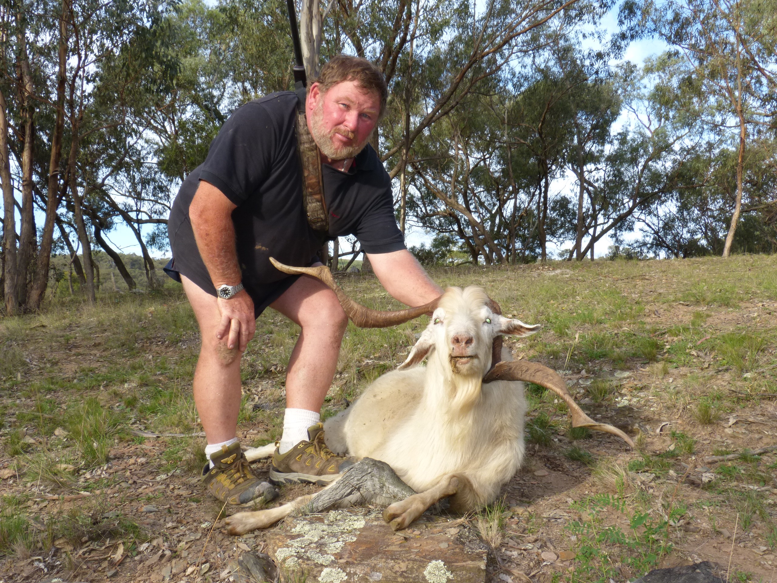 Scrub with his massive cock-horn goat. (Pants are pulled up)