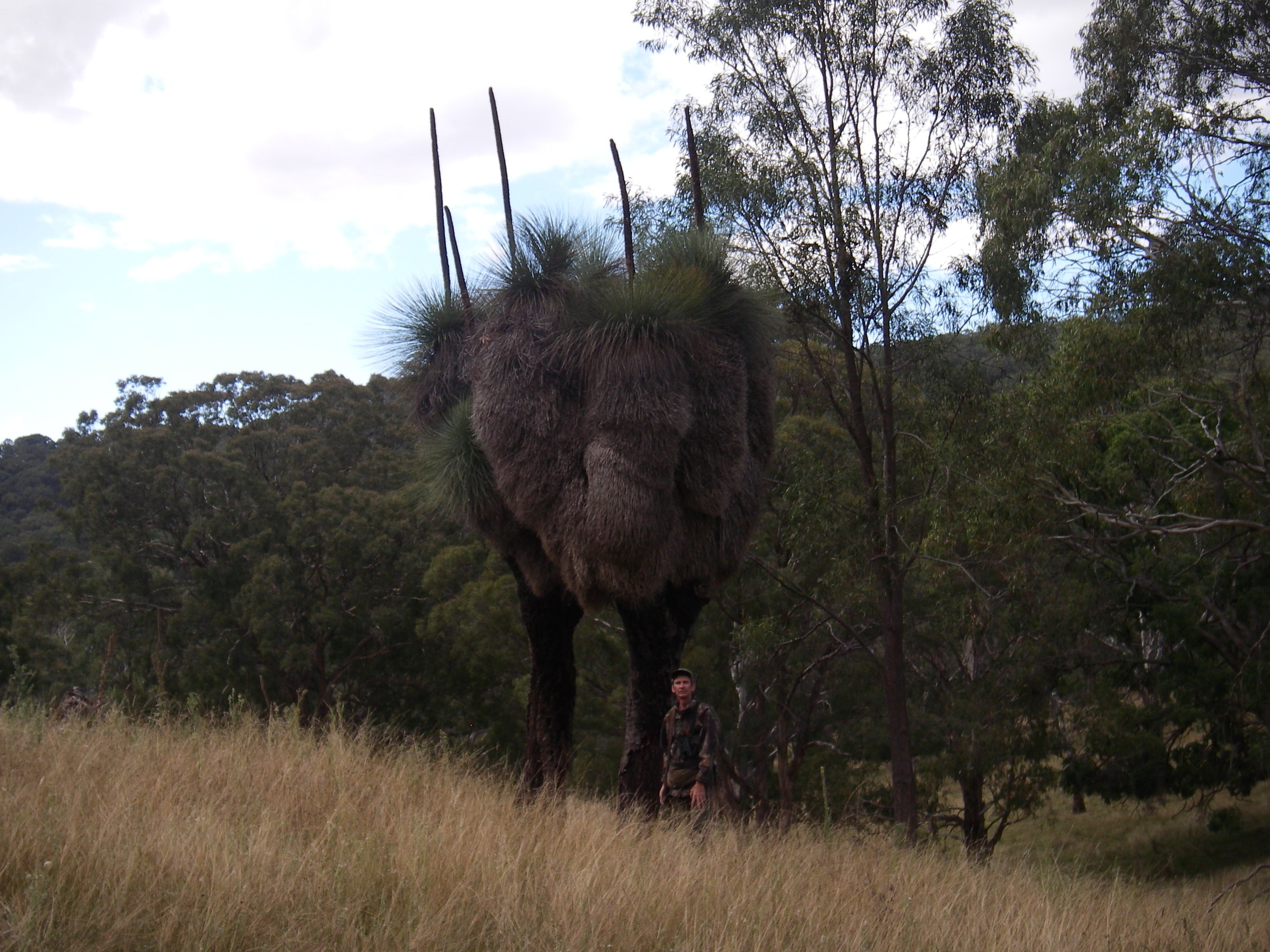 The massive grass tree.