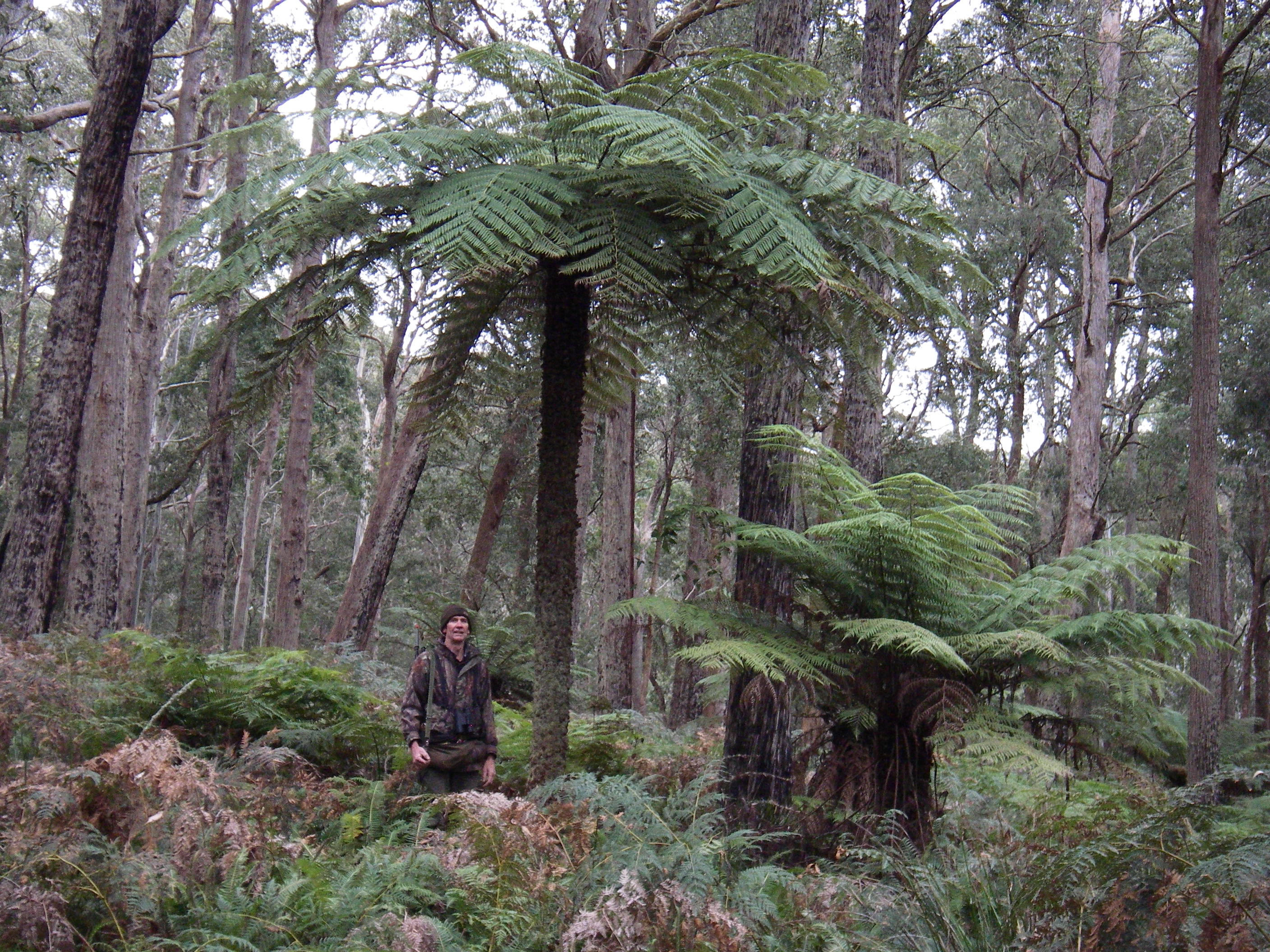 One beautiful tree fern