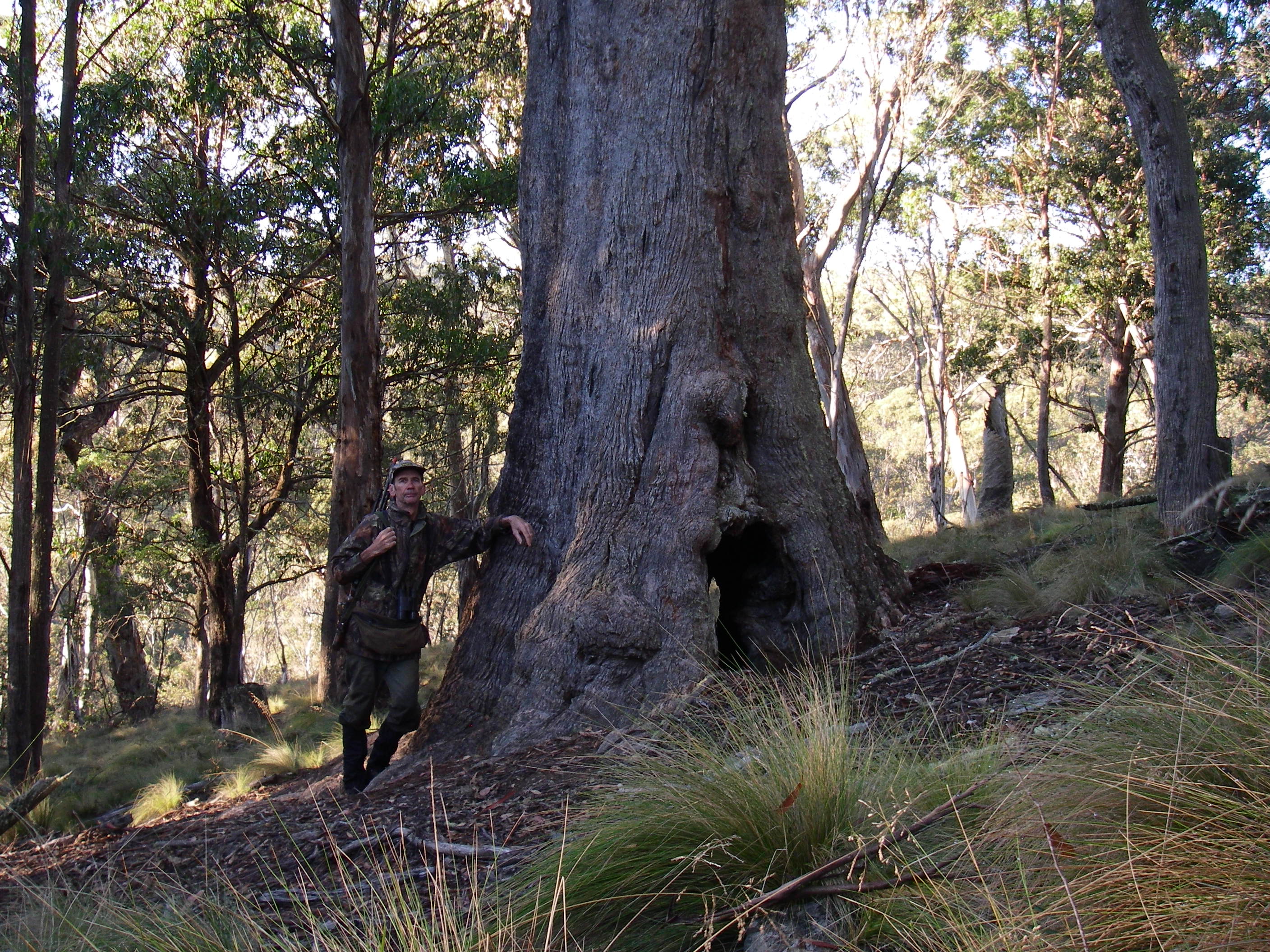 A magnificent eucalypt from before white settlement.