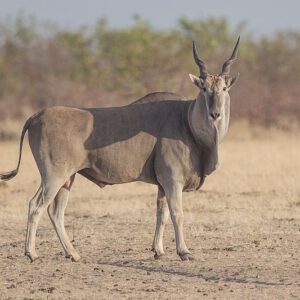 Common eland.  Image Yathin S. Krishnappa
