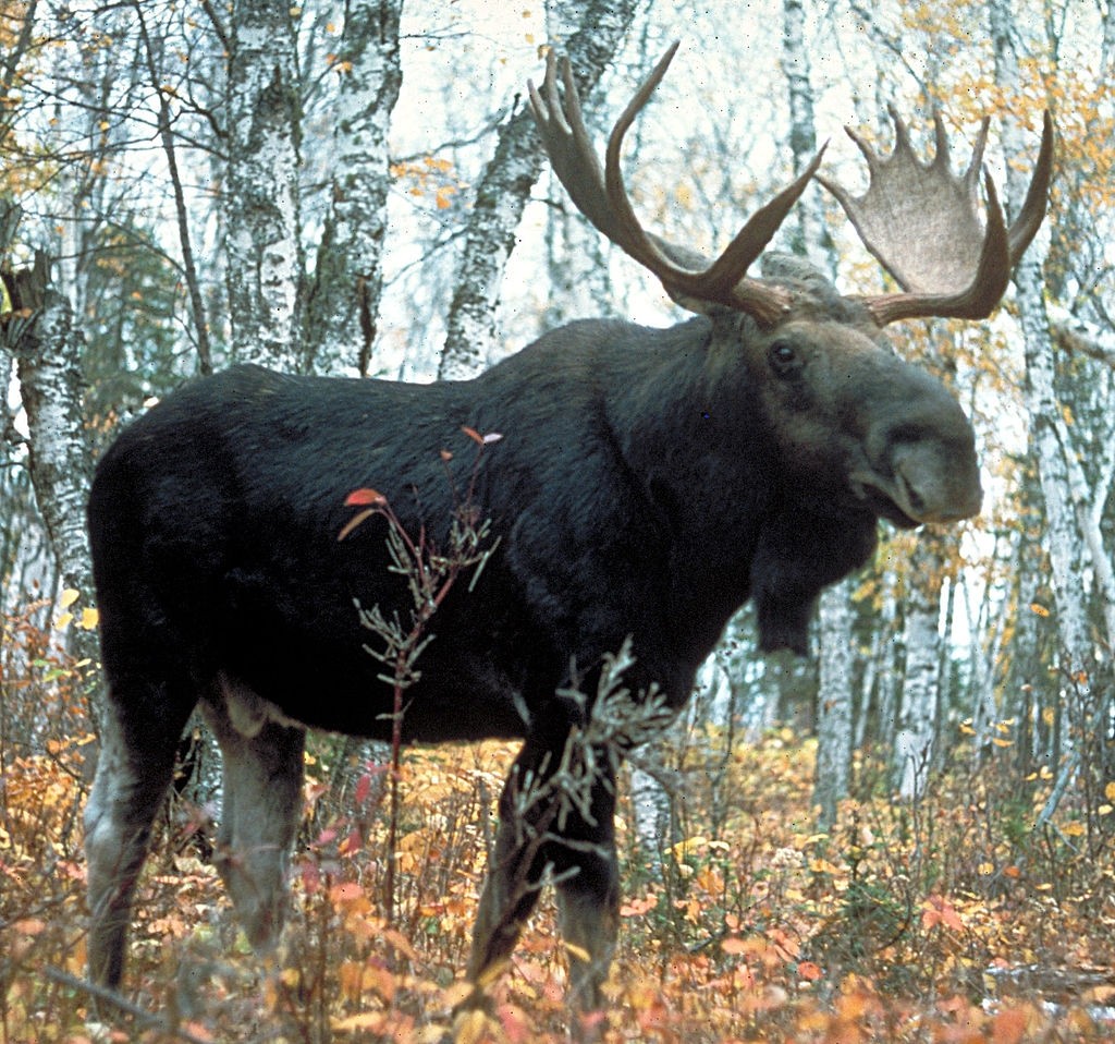 Moose on the hoof