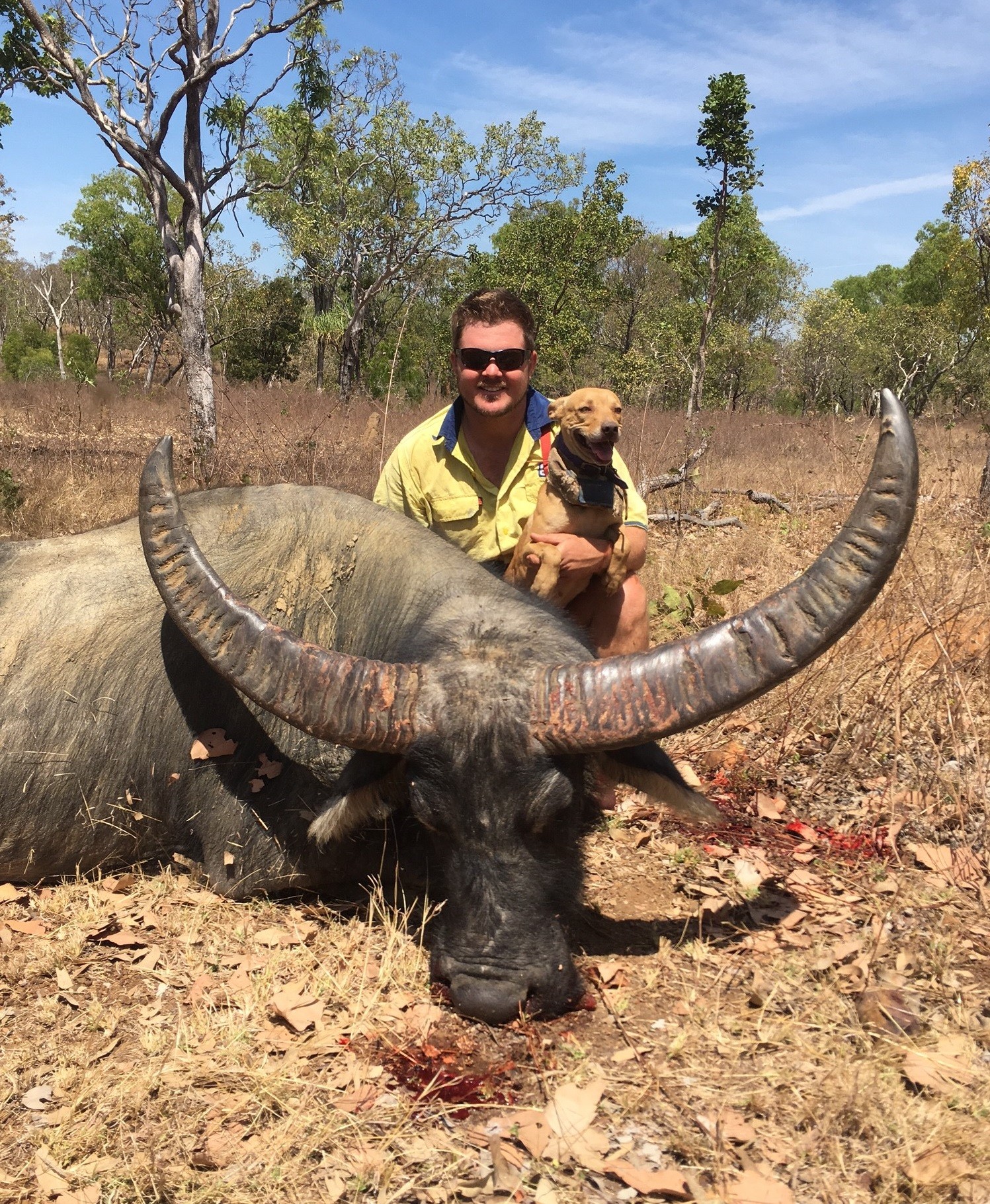 Matt Hall decked this huge buffalo bull with a little ol' .308.