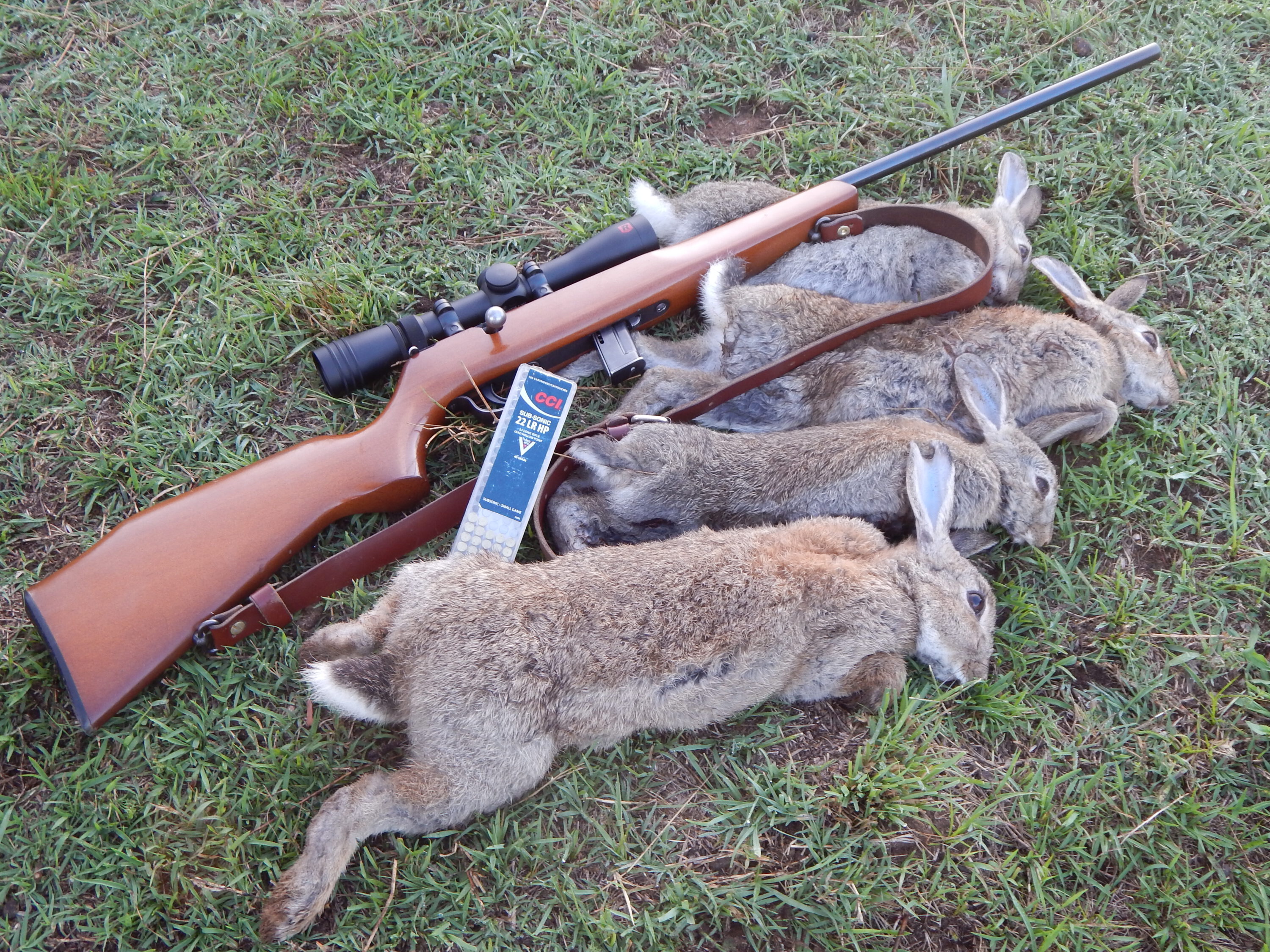 1. A brace-plus of coneys destined to feed the property owner's new pups. It's great to help out graziers for the privilege of hunting on their land.