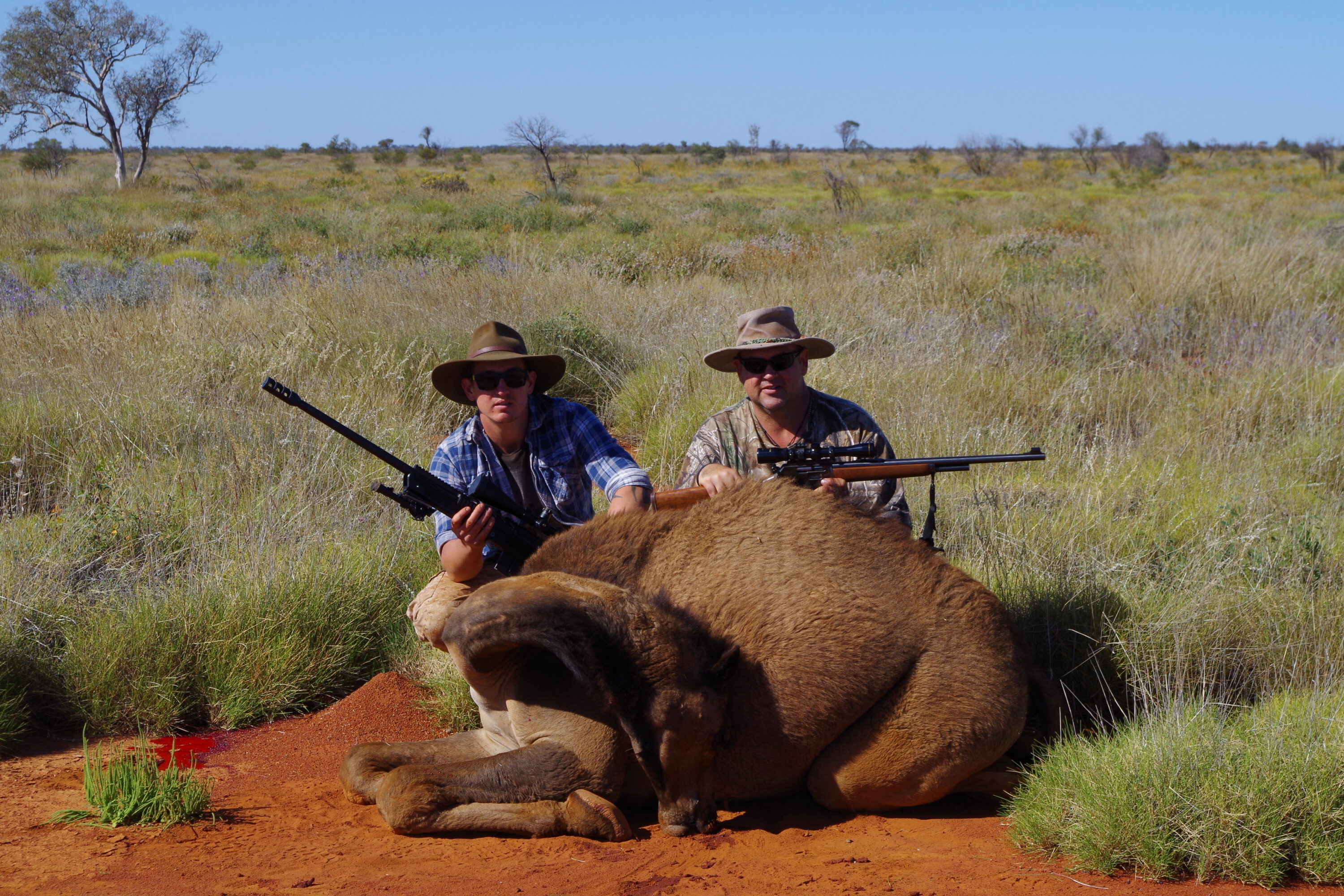 Keil and Jason with a smaller bull that Kason dispatched with his Marlin .45-70. Both chamberings proved well up to the task of clean camel dispatch.