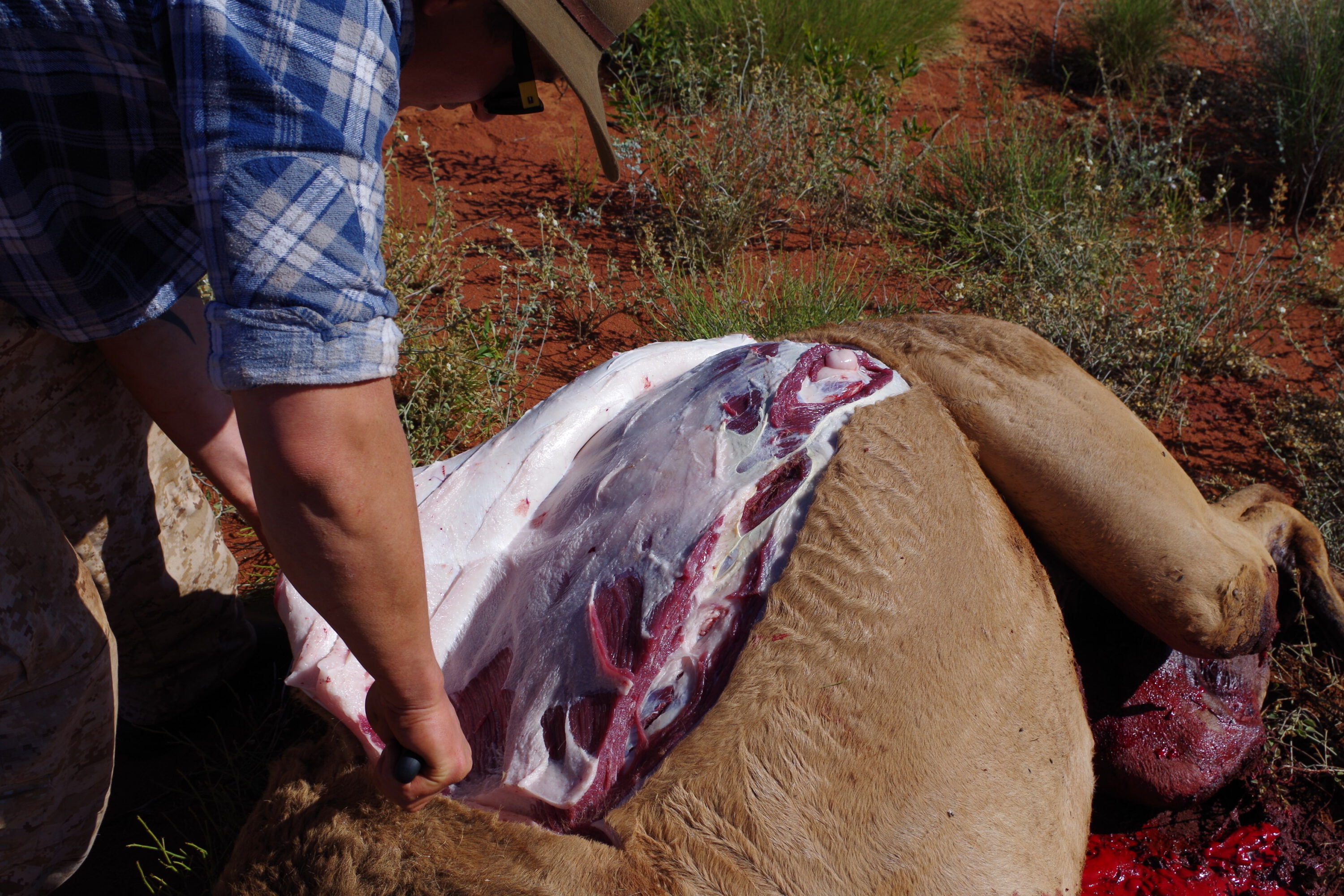 Taking the flank skin off to reveal beautiful, tasty backstraps. The boys took a lot of meat home and gave some to the local community as well.