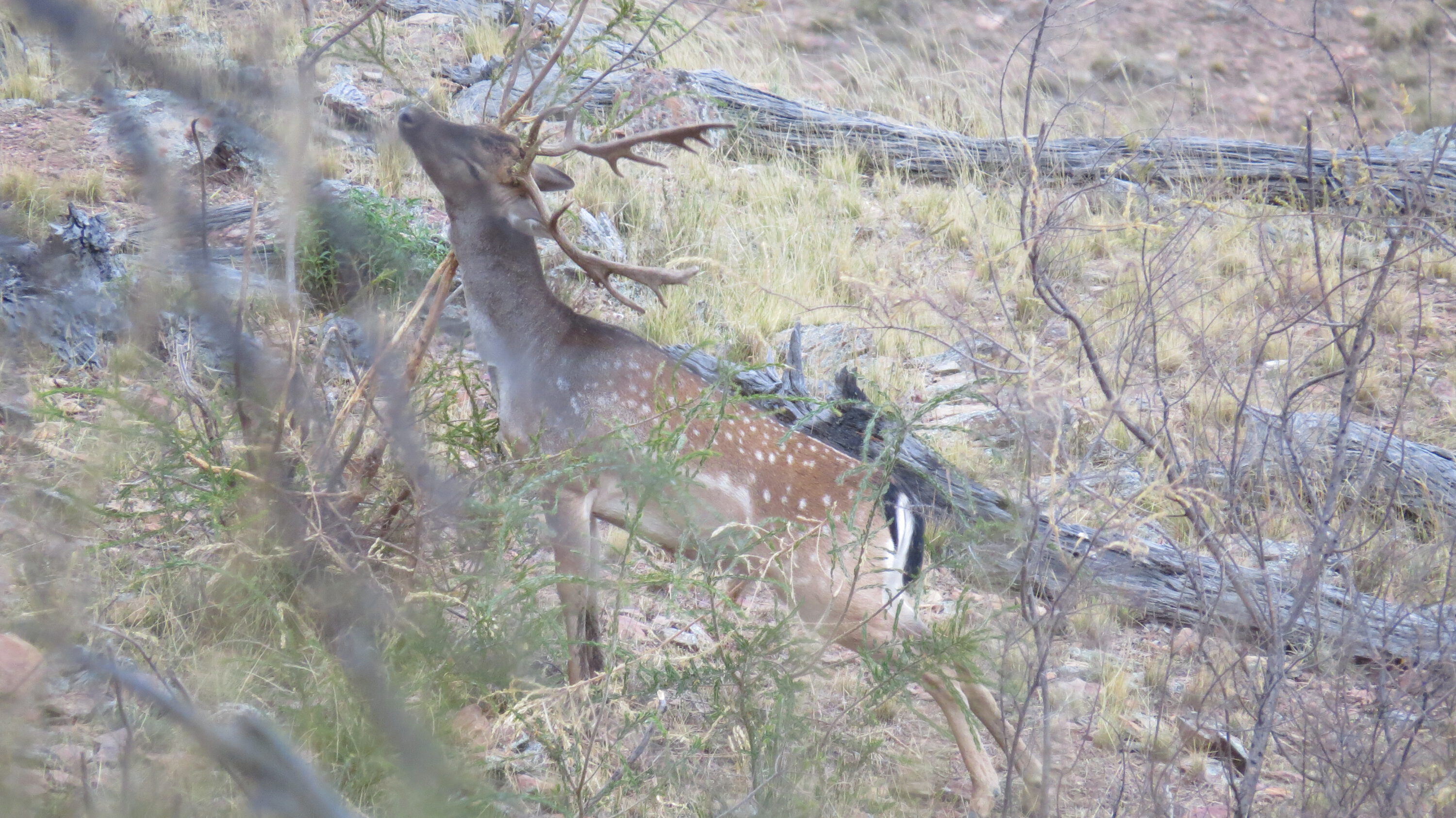 Young buck seen on previous hunt.