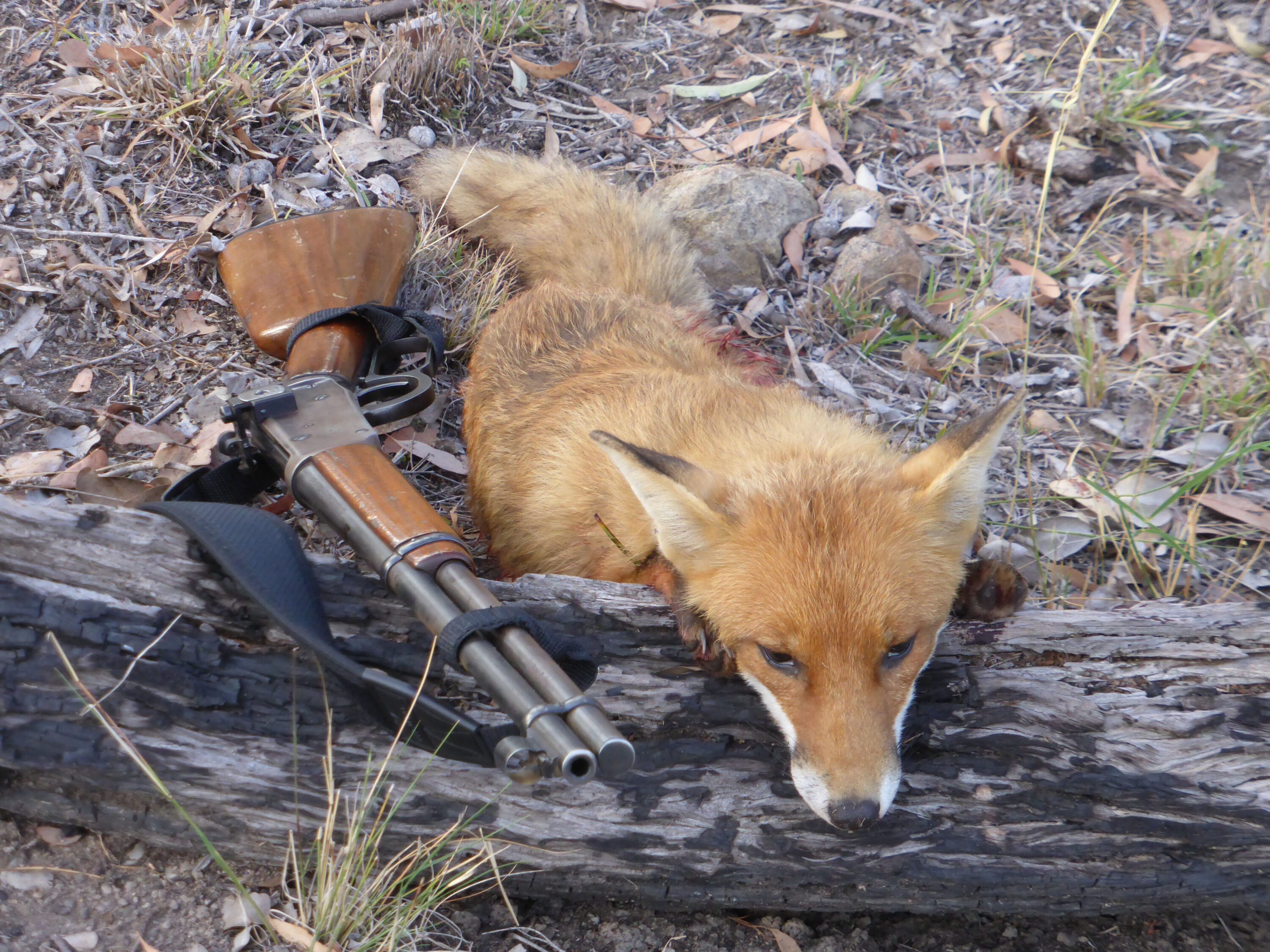 Barney Wyatt's incidental fox, slammed with his .30-30.