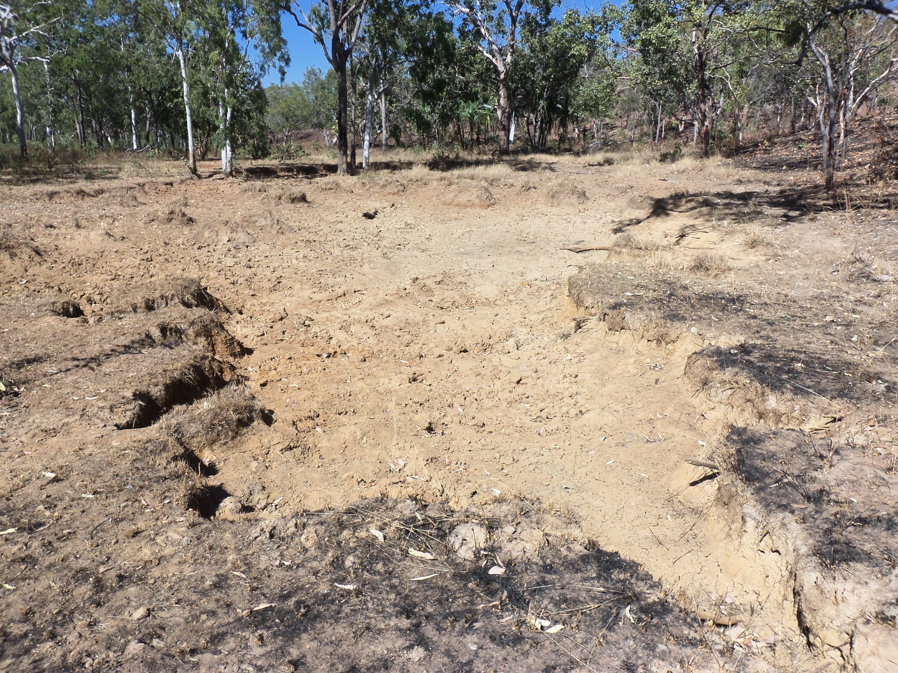 A large, dried up wallow indicated some past bovine activity.