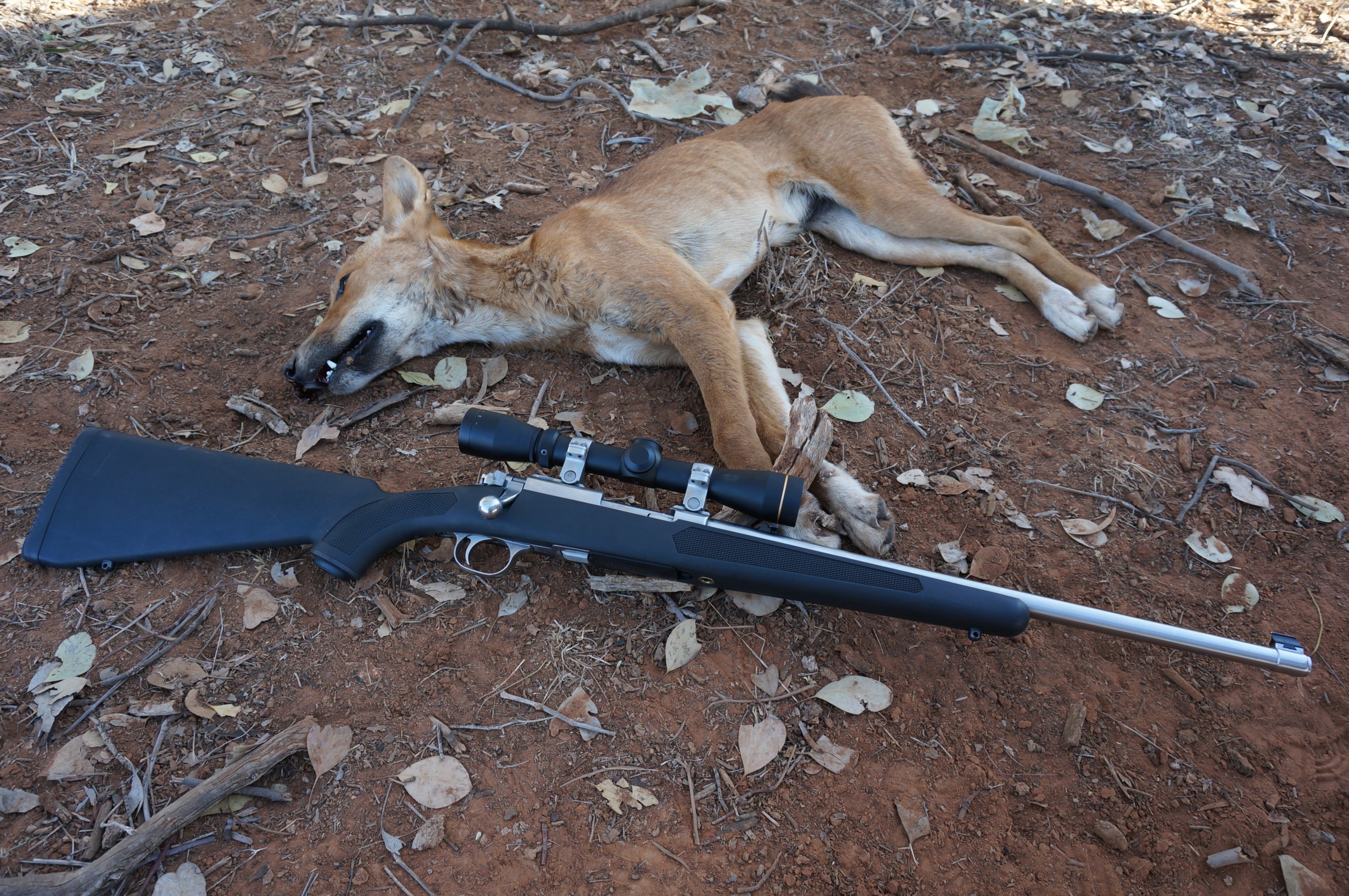 Foxes and wild dogs are all fair game for the pro trapper.