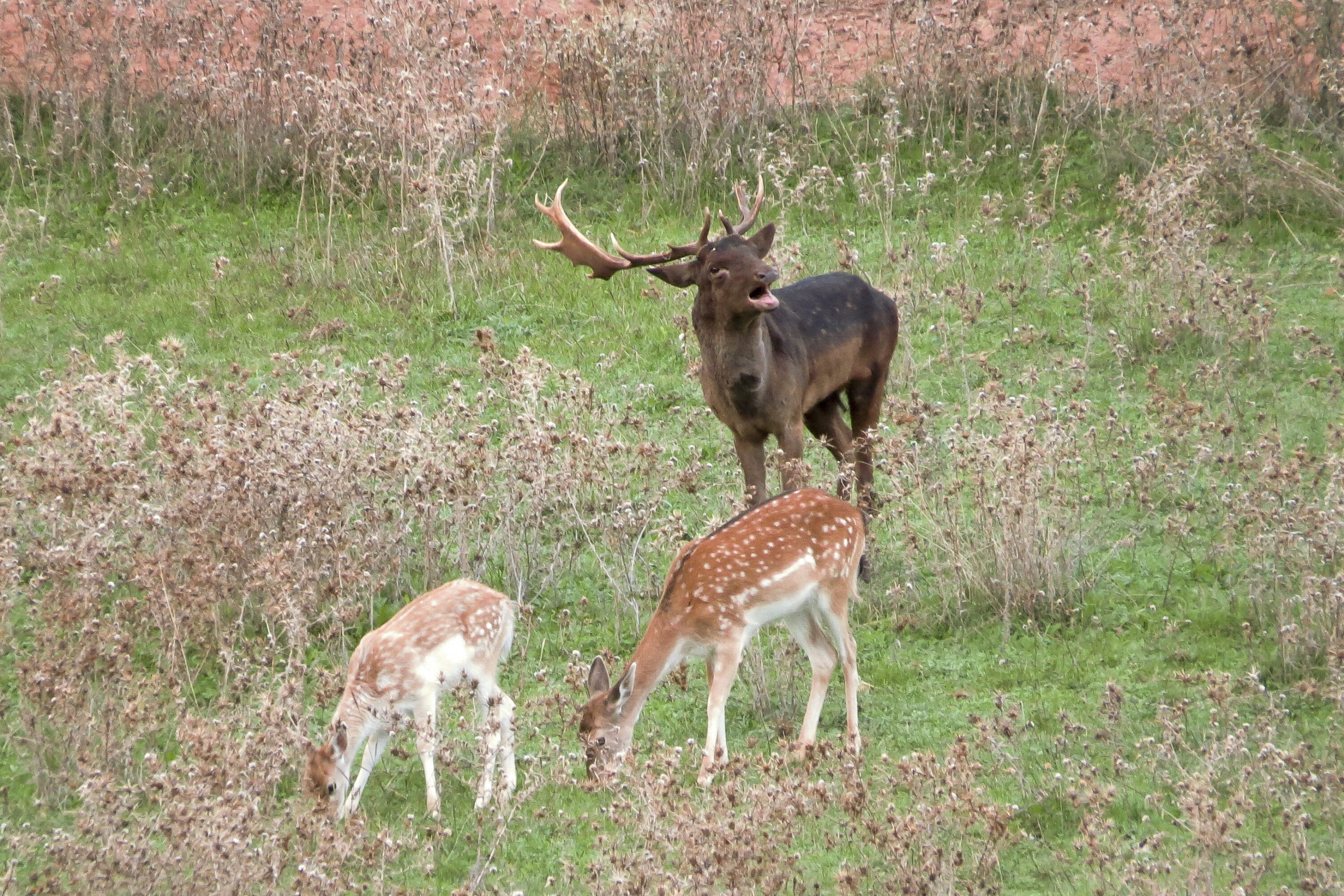 A buck sheperding his brood