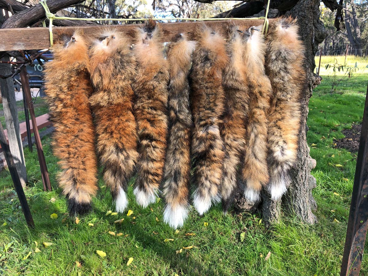 Red Fox Fur Pelt/Tanned Skins : : Home