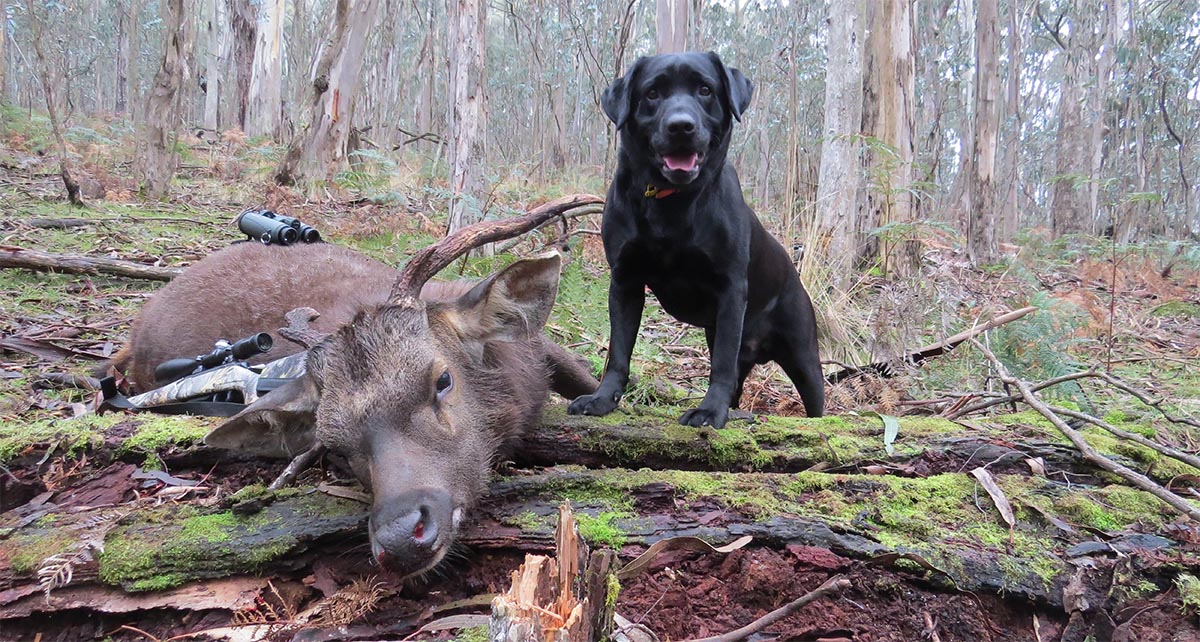 Deer hunting deals with dogs