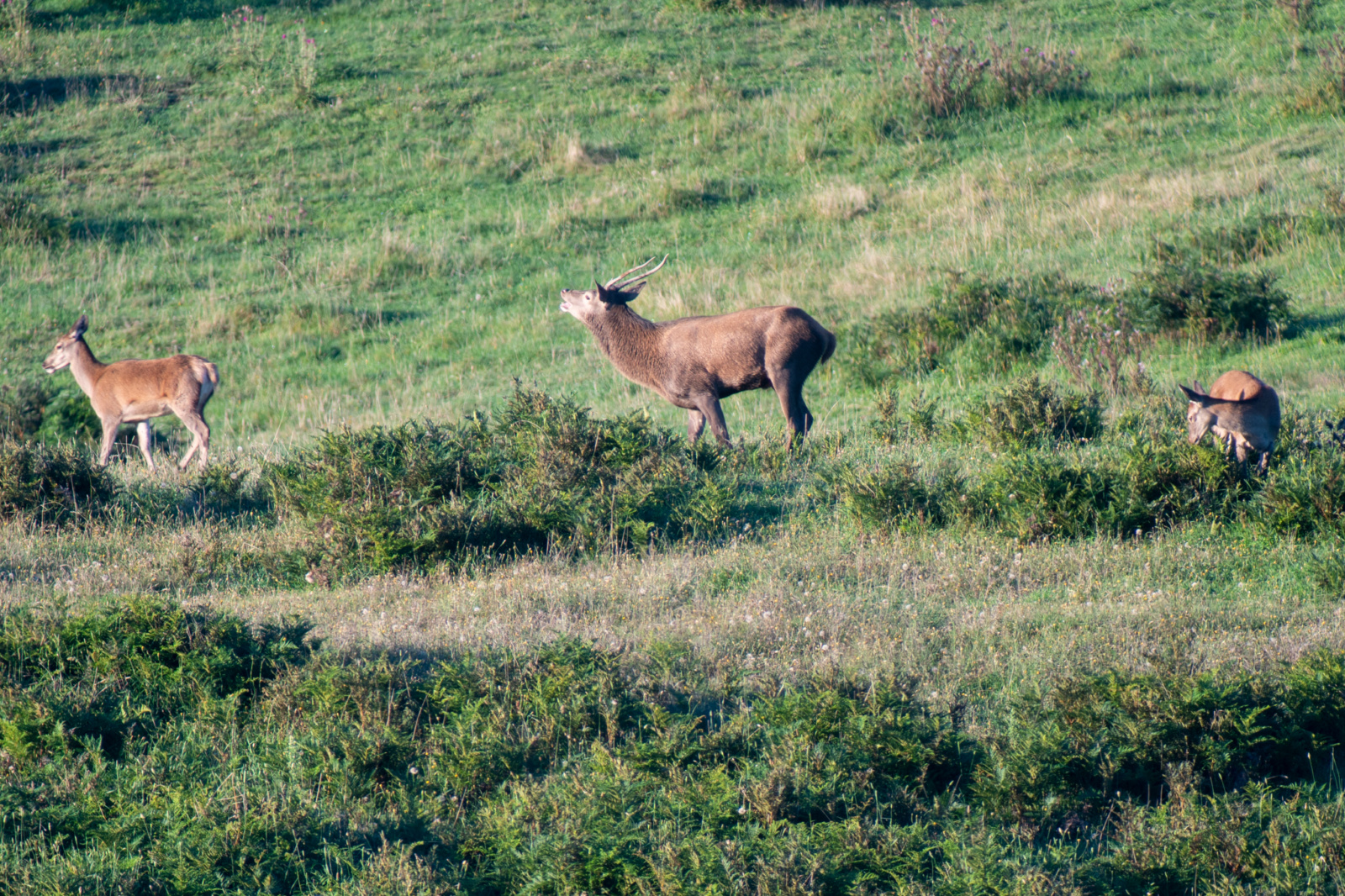 Public Land Deer Control Utilising Recreational Hunters - Sporting Shooter