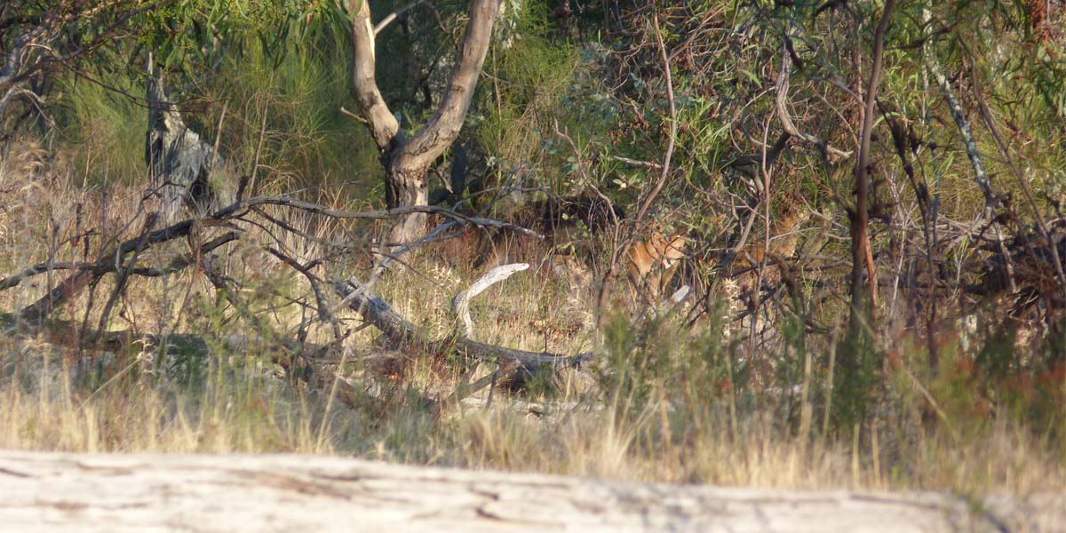 Wild fallow deer. Mick Matheson photo