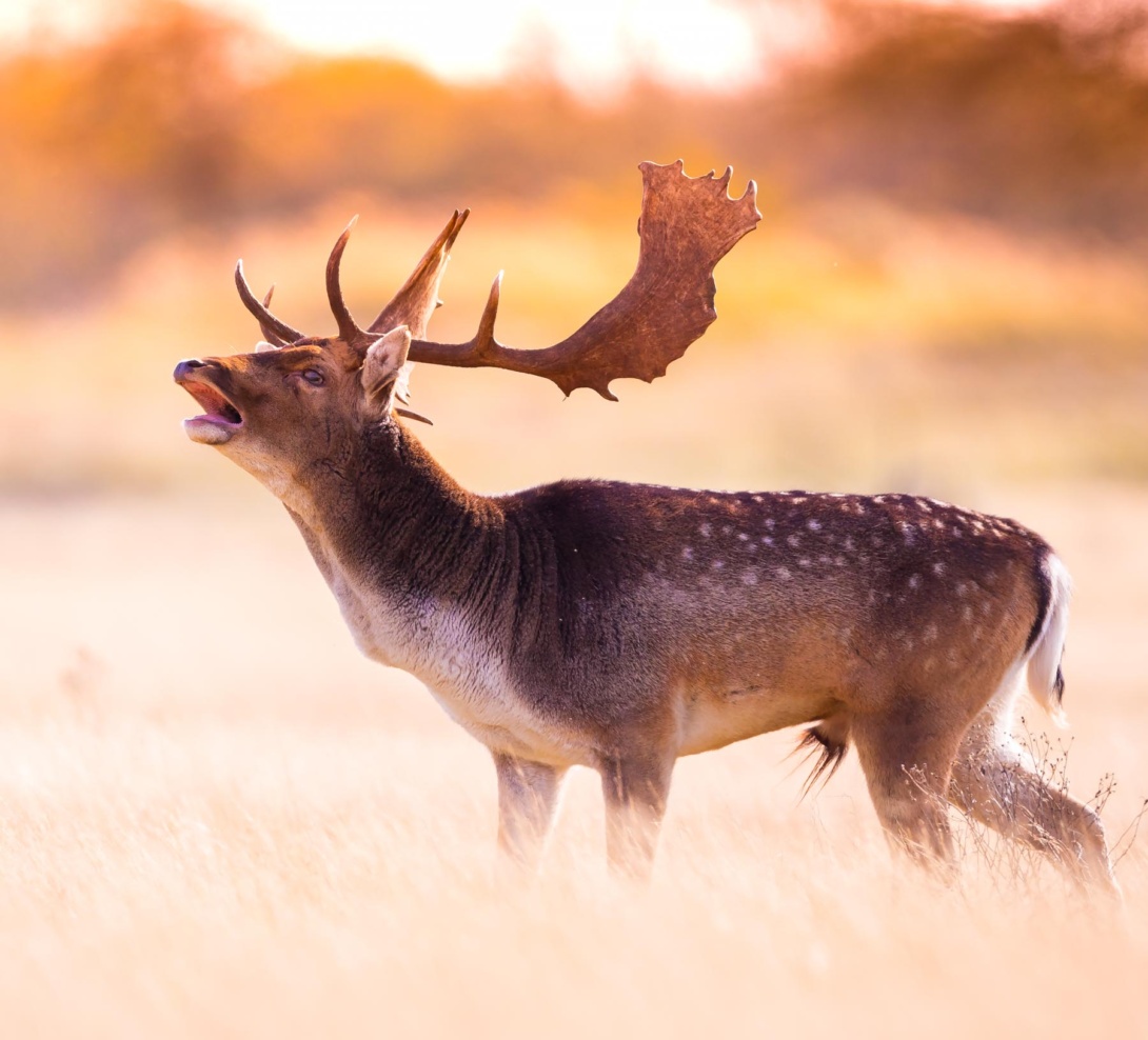 hunting-hard-and-scoring-big-in-the-fallow-deer-rut-sporting-shooter