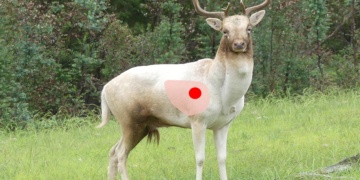 High lung shot on a fallow deer
