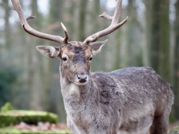 Fallow deer photo by Nennieinszweidrei/Pixabay