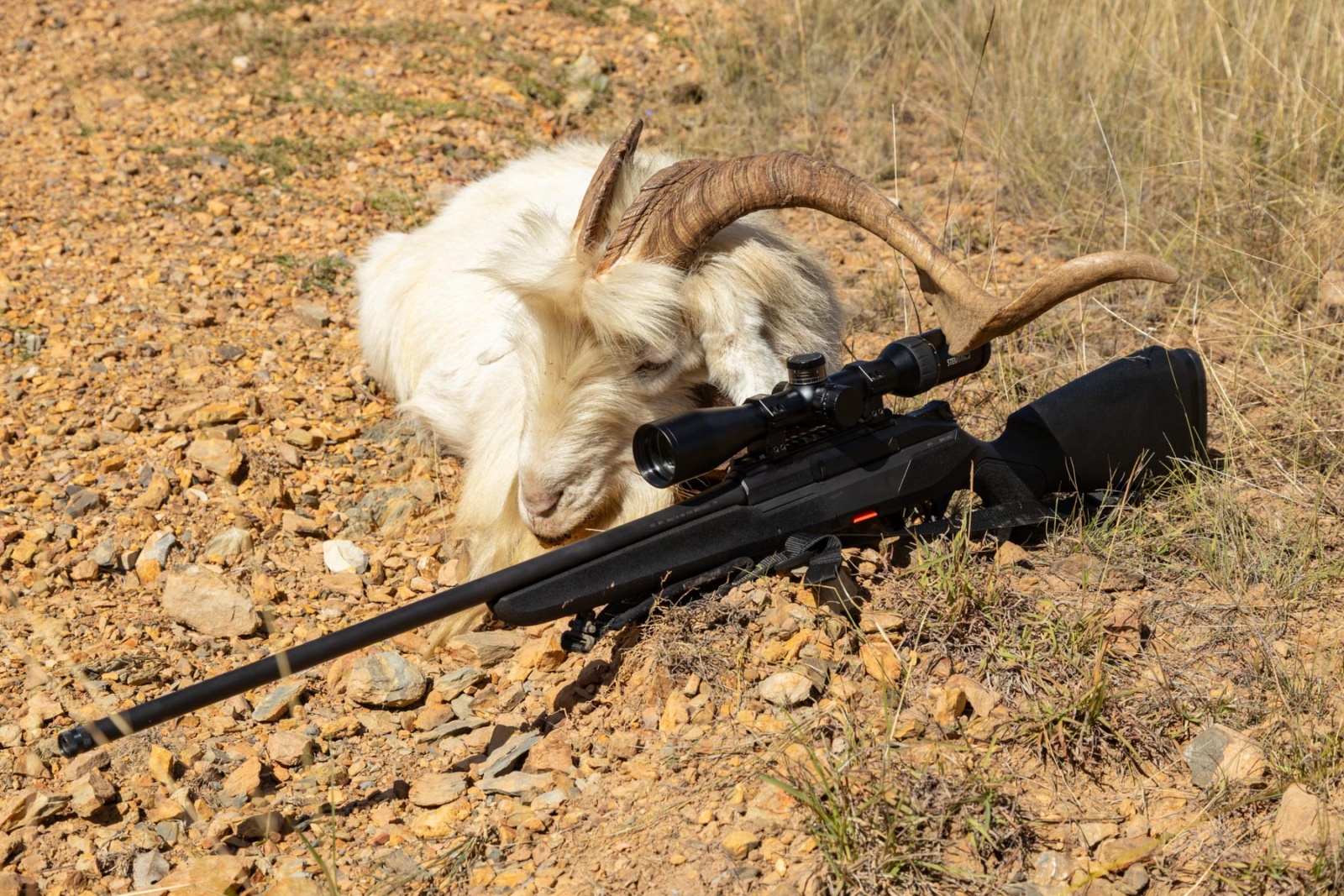 Beretta BRX1 rifle test