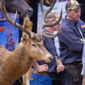 Wild Deer Expo