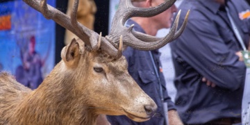 Wild Deer Expo