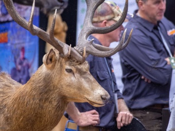 Wild Deer Expo