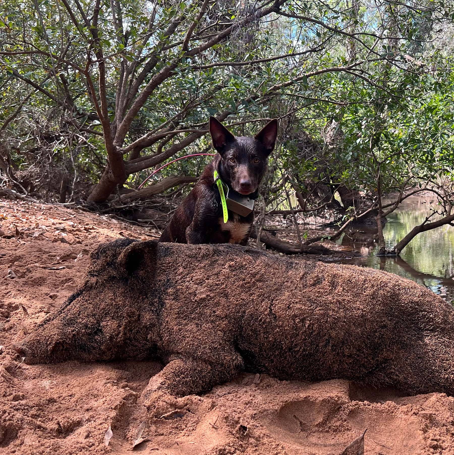 Katter’s Party calls for public land hunting in Queensland