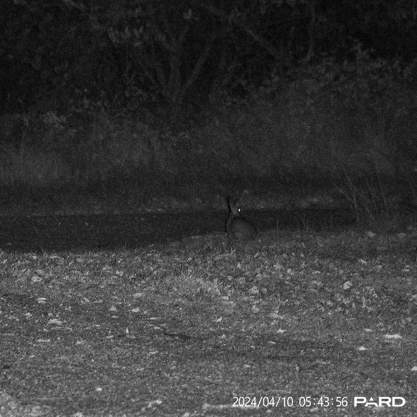 Z-Vision hunting lights review