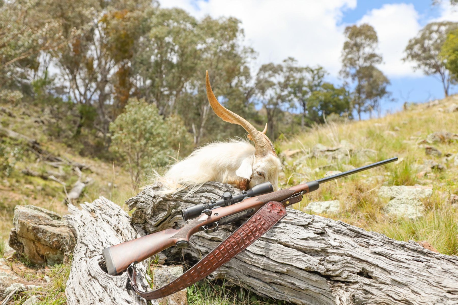 Winchester Model 70 Super Grade review