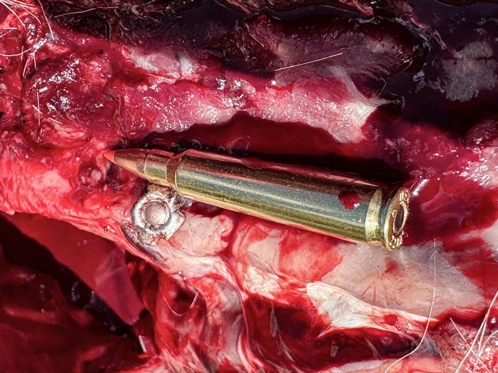 Red Earth .223 ammunition review