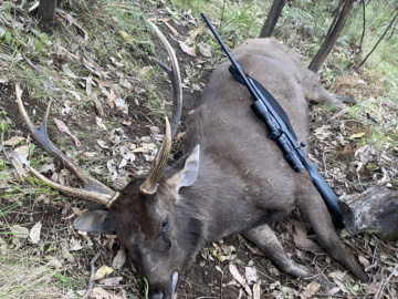 A 165gn Federal Trophy Bonded Tip pushed at a decent pace ensures the .308 is an excellent sambar killer